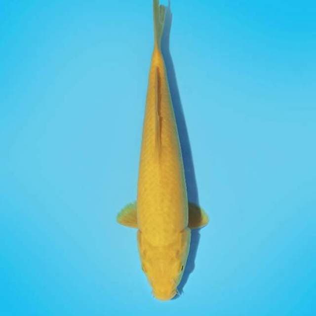 ND KARASHIP 31CM