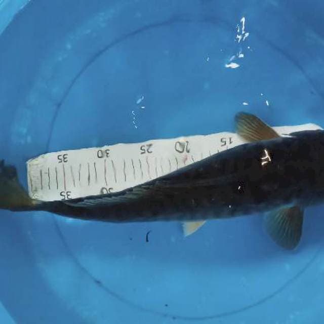 45cm  top
