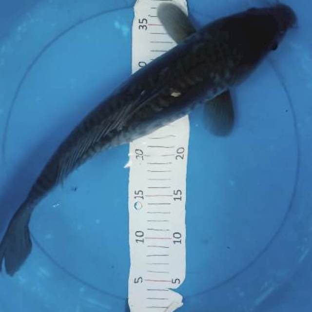 Karasu 45cm