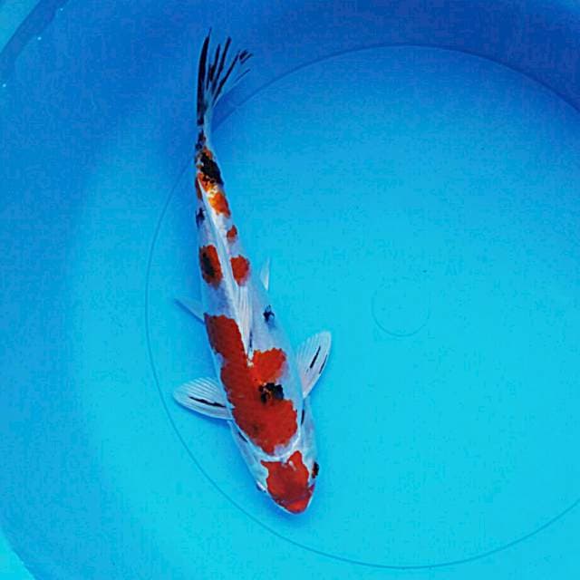 Heisei nishiki male 24cm
