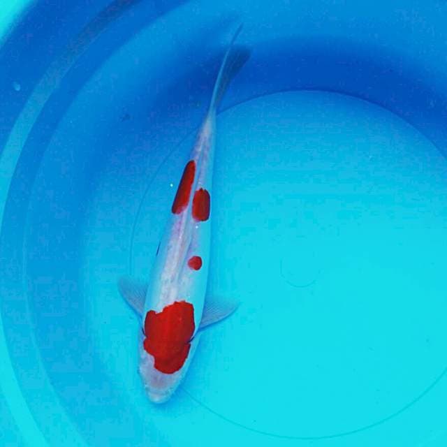 Kohaku doit 28cm