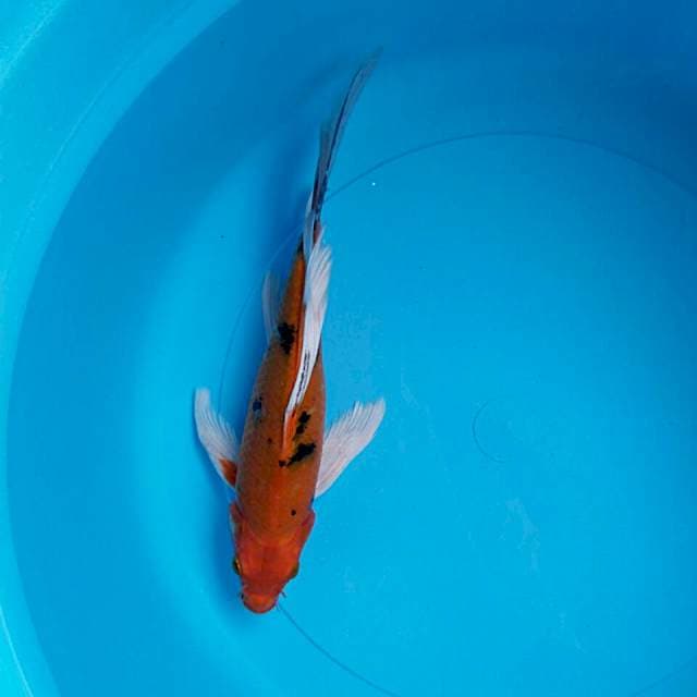 Kumpay nishiki 25cm male