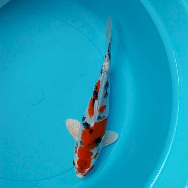 Heishei 27cm male