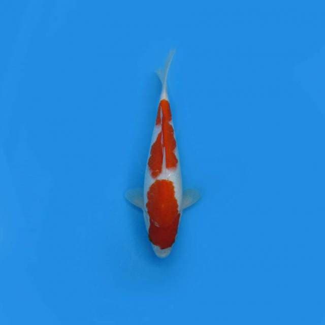 BKS ( KOHAKU 33 CM )
