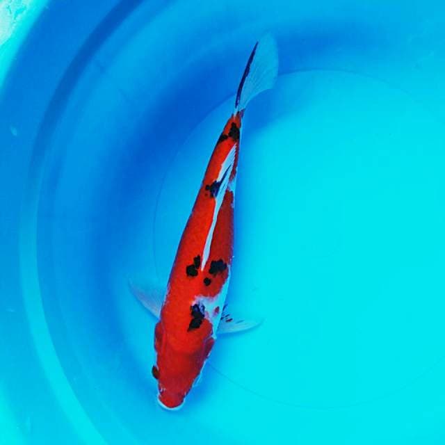 Sanke strong 27cm male