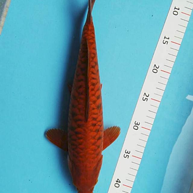 Chagoi aragoke 34cm male