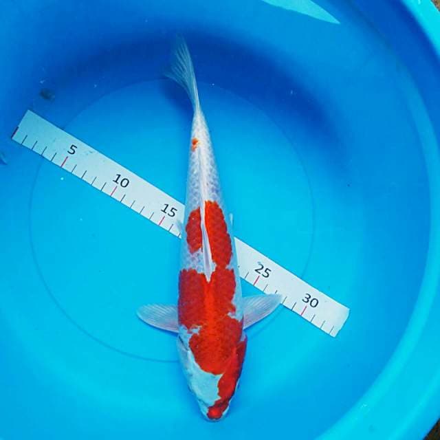 Hariwake bulky 31cm male