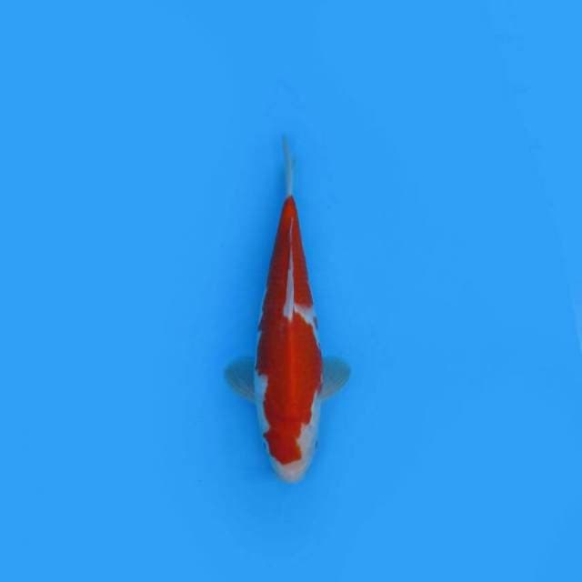 BKS ( KOHAKU 26 CM )