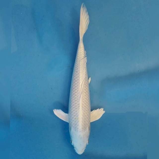 Platinum Import non serti