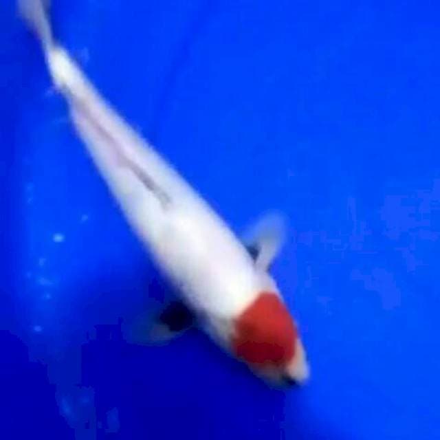 Tancho showa 28 cm