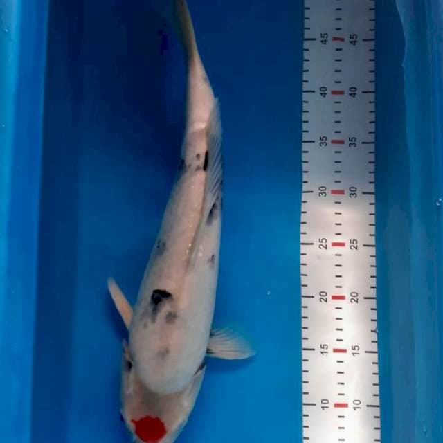 TANCHO SANKE ORI 45CM