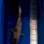 TANCHO SANKE ORI 45CM