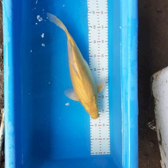 KARASHI BADAK 40CM
