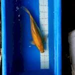 KARASHI BADAK 40CM