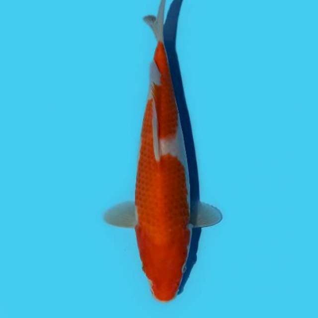 ND VENATICI 25CM