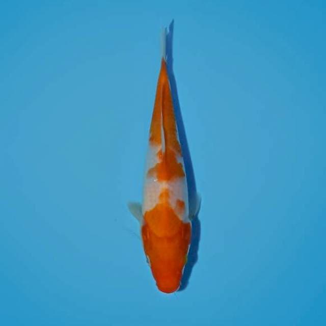 Kohaku 19cm