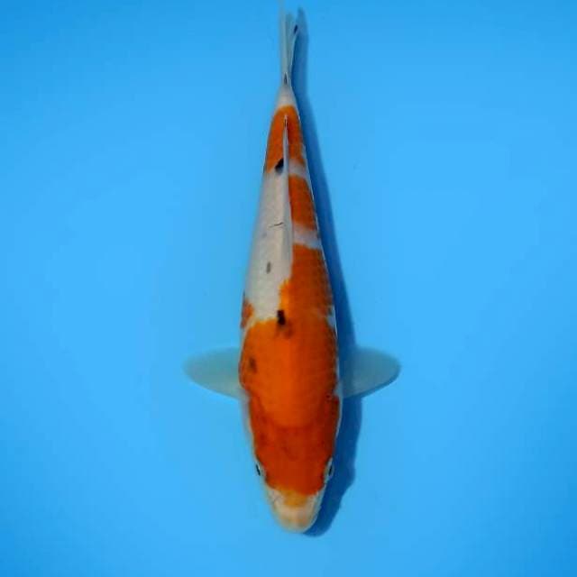 Sanke 22 cm