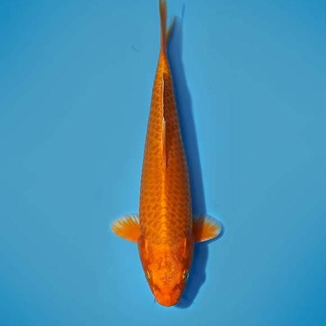 Orenji Ogon 20 cm