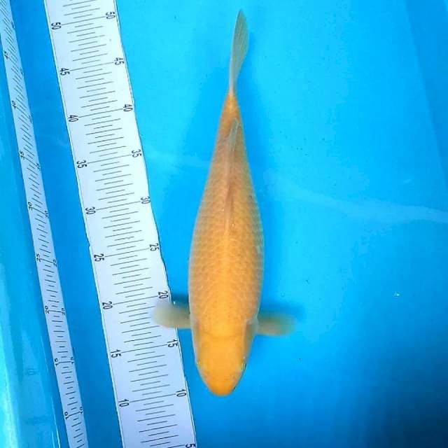 Karashi Good Body # 37cm