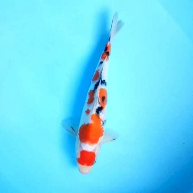 Maruten Sanke # 31cm