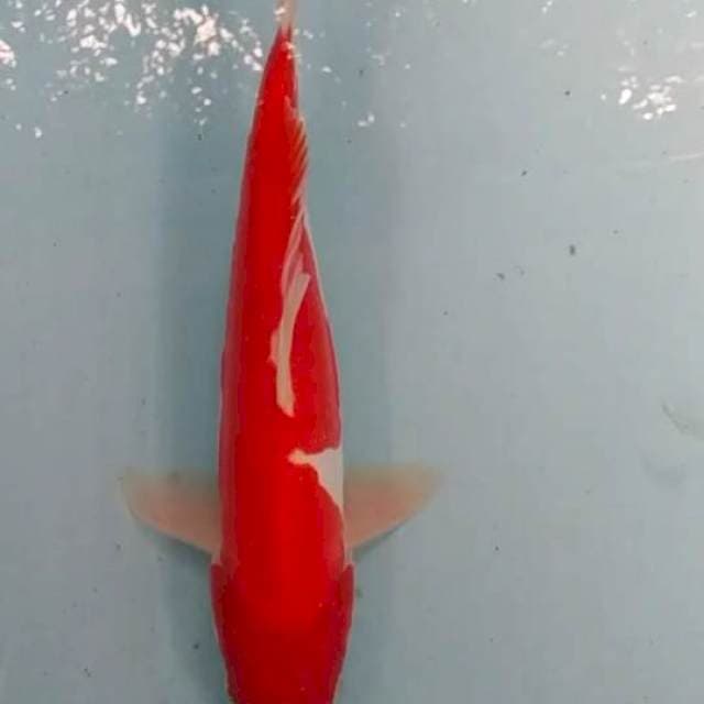 Kohaku bahan merah merona 30up