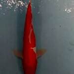 Kohaku bahan merah merona 30up