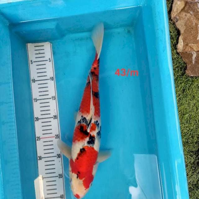 Sanke Male 43cm