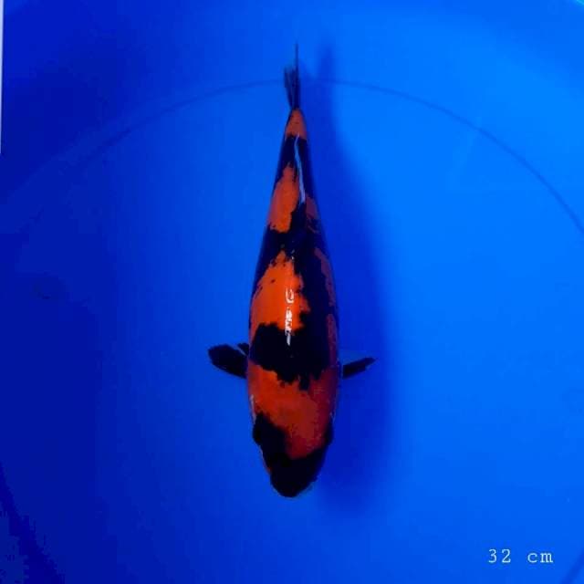 Hi showa doit 32 cm