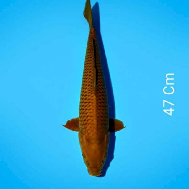 ND CHOCOL 47CM
