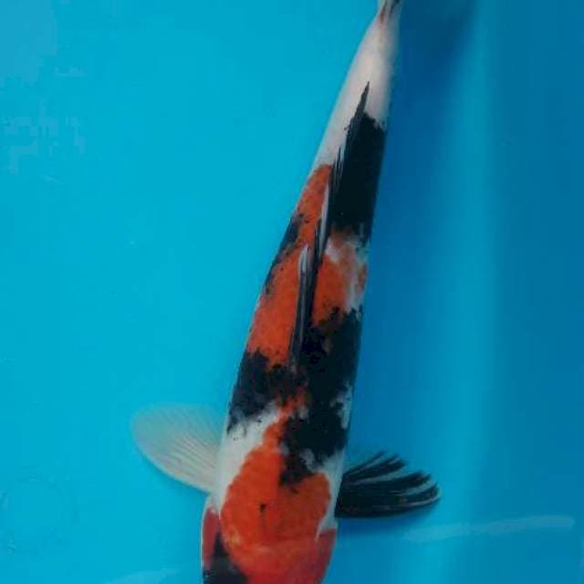 Showa 29