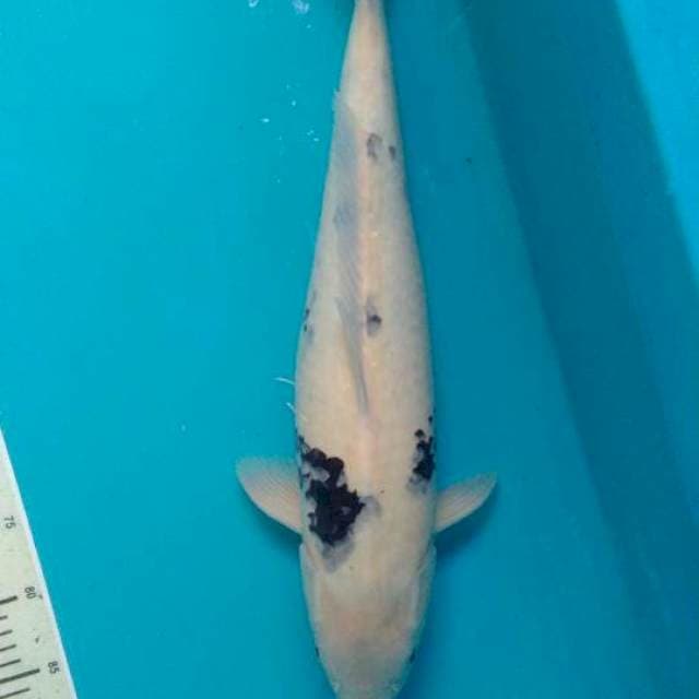 Shiro, Male ....53 cm