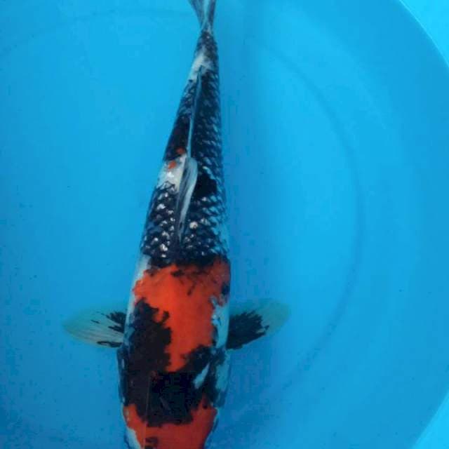 Showa female 40cm Strong