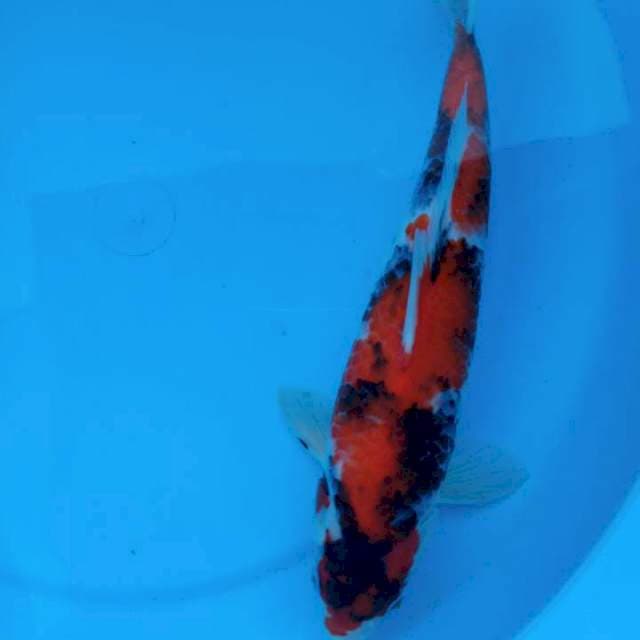 Showa 30cm female