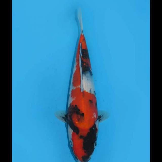 Showa Halus - 28cm Male