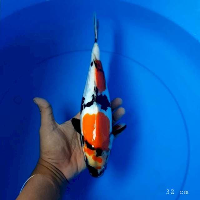 Doitsu showa 32 cm