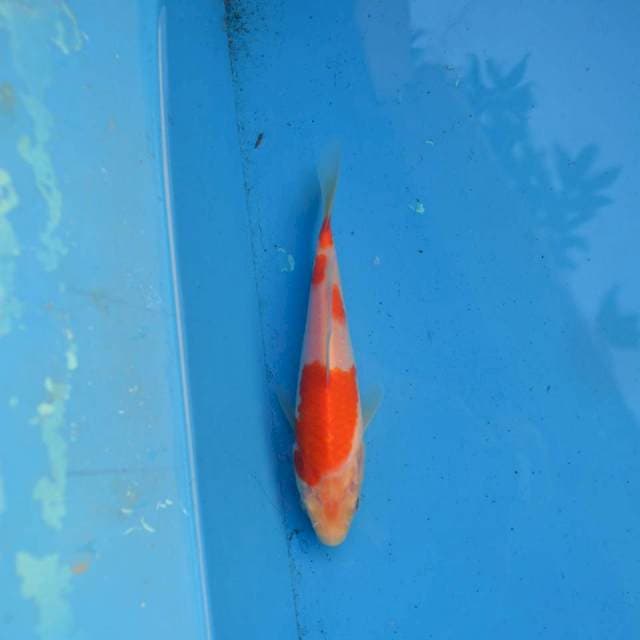 Kohaku Ori F1