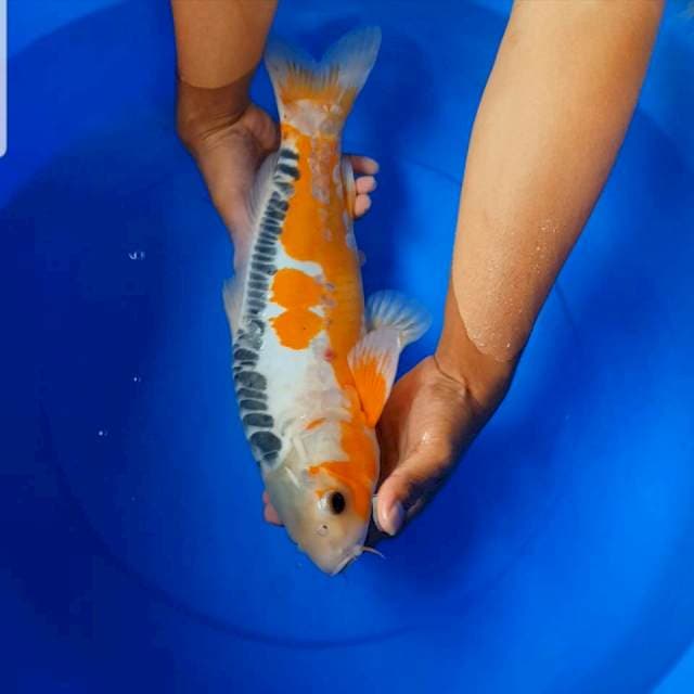 Hana shusui ring rapi 44 cm