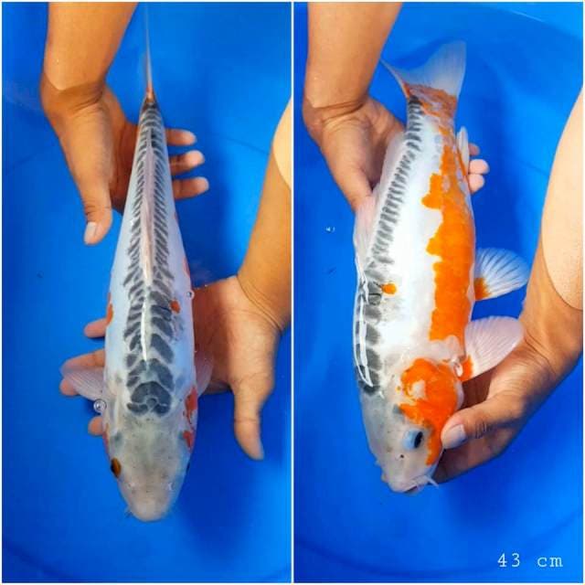 Shusui 43 cm