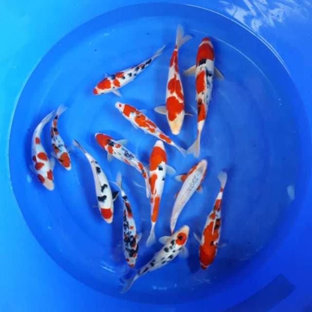 Mix koi
