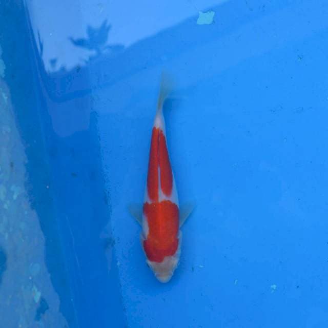 Kohaku Ori F1