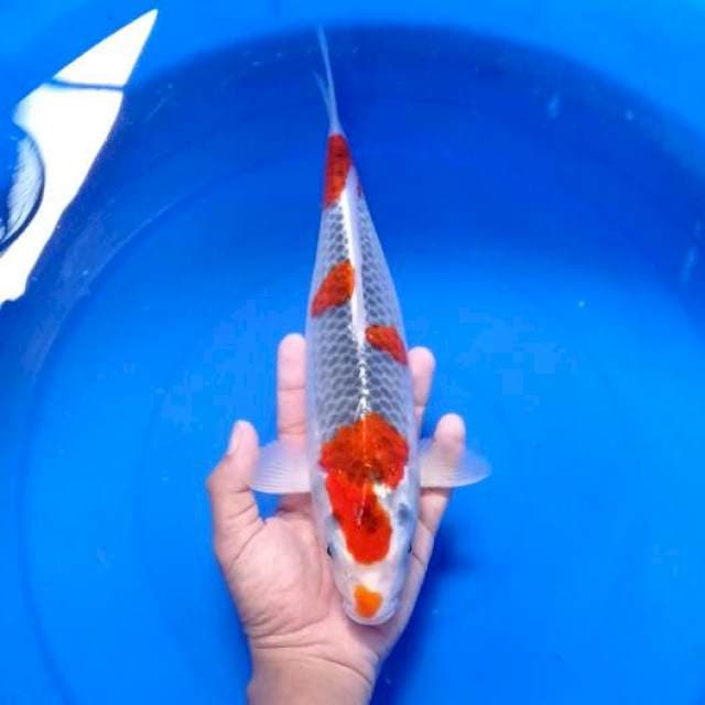 Sakura Goshiki 34 cm