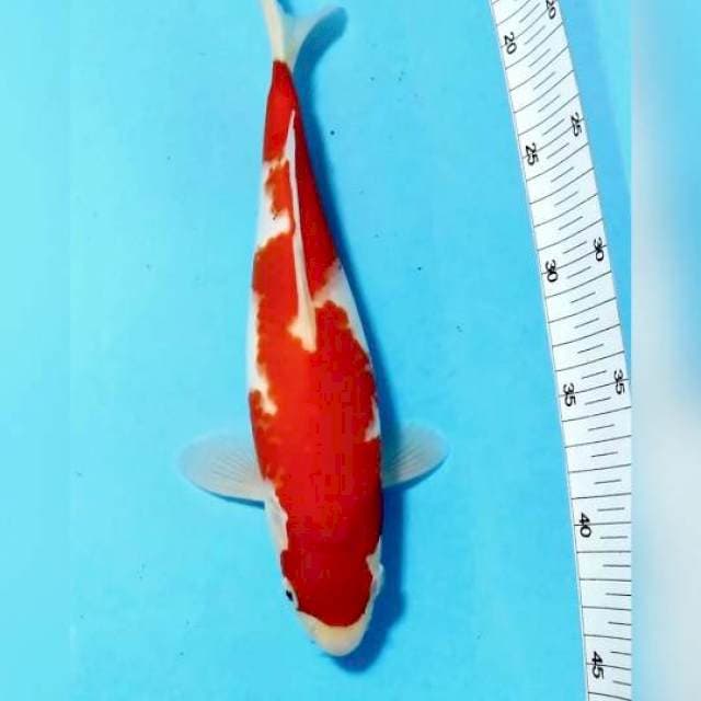 Kohaku red strong ori