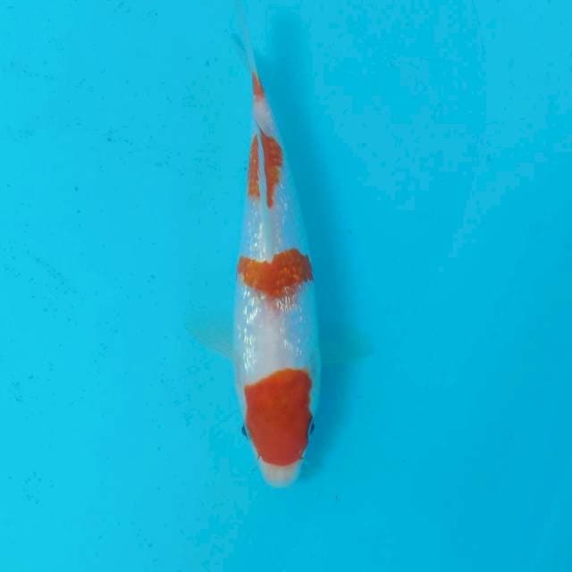 Kohaku Ginrin, 20 cm