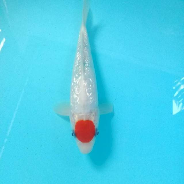Tancho Sanke Ginrin, 22 cm