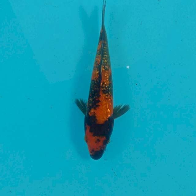 Hi Utsuri Ginrin, 15 cm