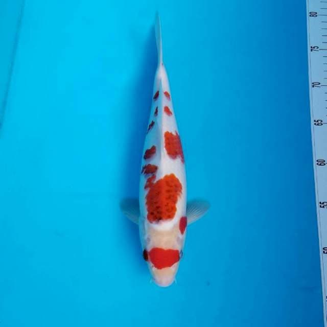 AIGOROMO 33 CM