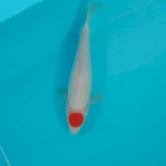 Tancho Kohaku, 26 cm