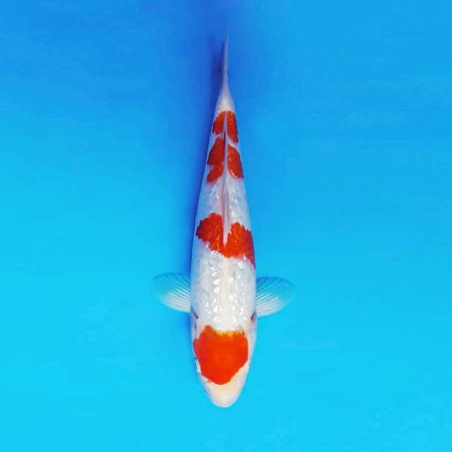 ARISAKA 6 - KOHAKU GIN RIN ®