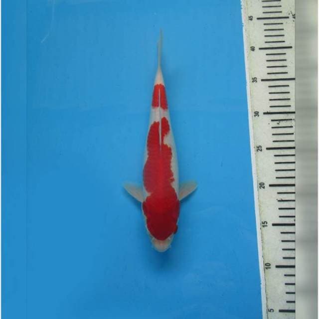 F1 PROSPEK - RED KOHAKU NIDAN