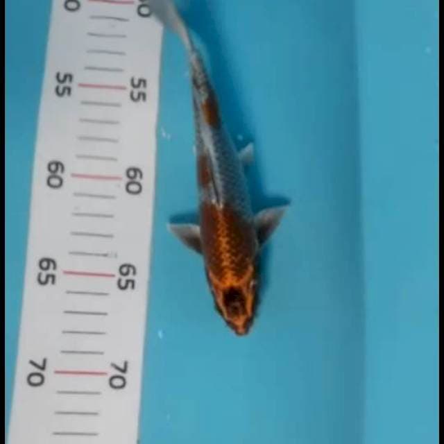 Antik 18 cm